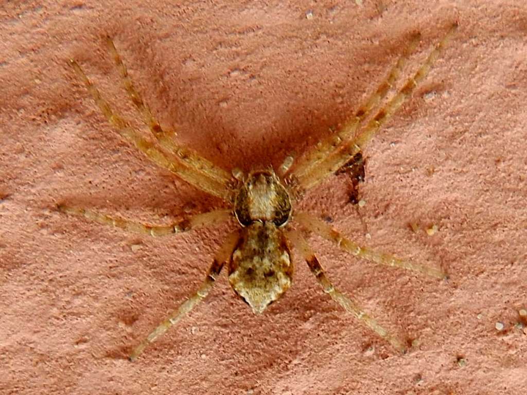 Philodromidae sp.